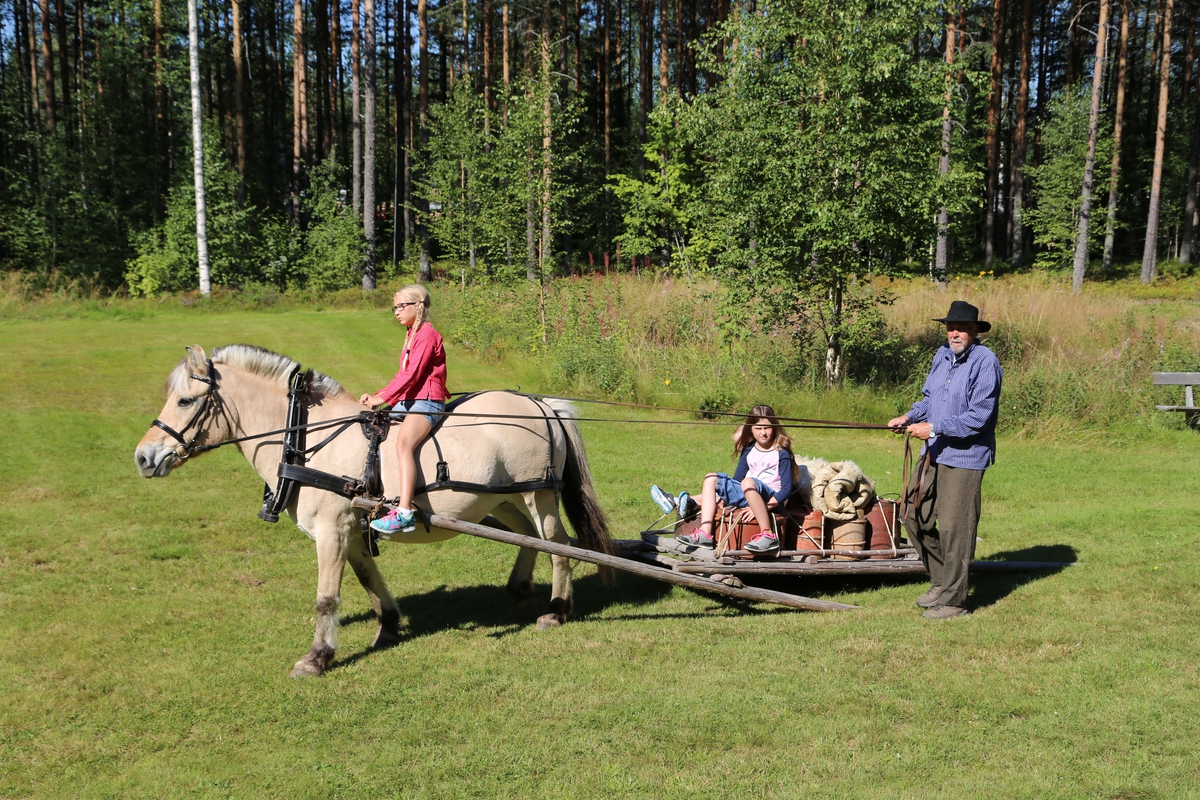 Fra "Seterdagen" 2015,Glomdalsmuseet
.Buferd