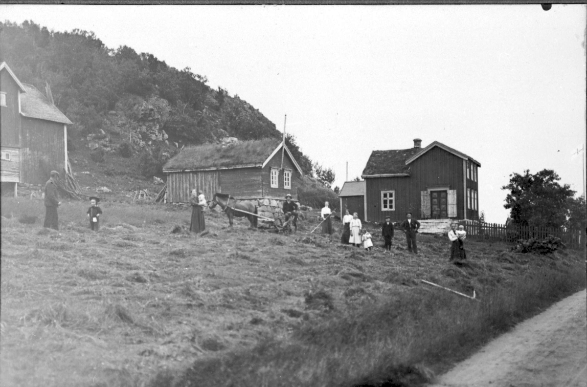 Slåttonn på gården Aspevold på Grytøy. Gårdsbygninger i bakgrunnen.