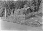 Värmland. Älvdals hd. N. Ny sn. Ö. Värnäs. Jonas Nordkvist. Humlegård. Foto G. Berg 1928. Etnologiska undersökningarna NORDISKA MUSEET  1001.  Sp. 98 Pors och humle för brygd.