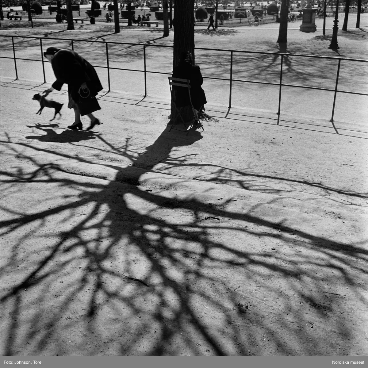 Paris. Kvinna med hund, skuggor från ett träd.