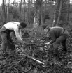 Permiterade arbetare hugger skog i Smedstorp utanför Huskvarna.