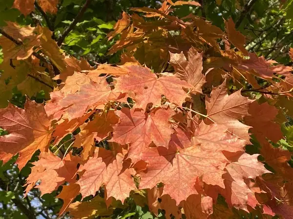 Lønneblader i høstfarger