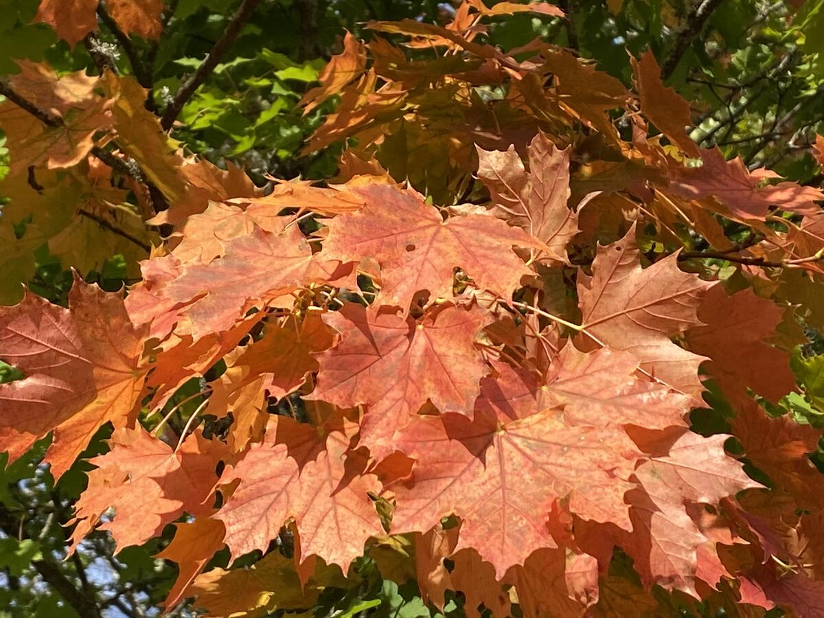 Lønneblader i høstfarger