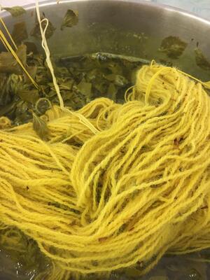 farging av gult garn i gryte med bjørkeblad