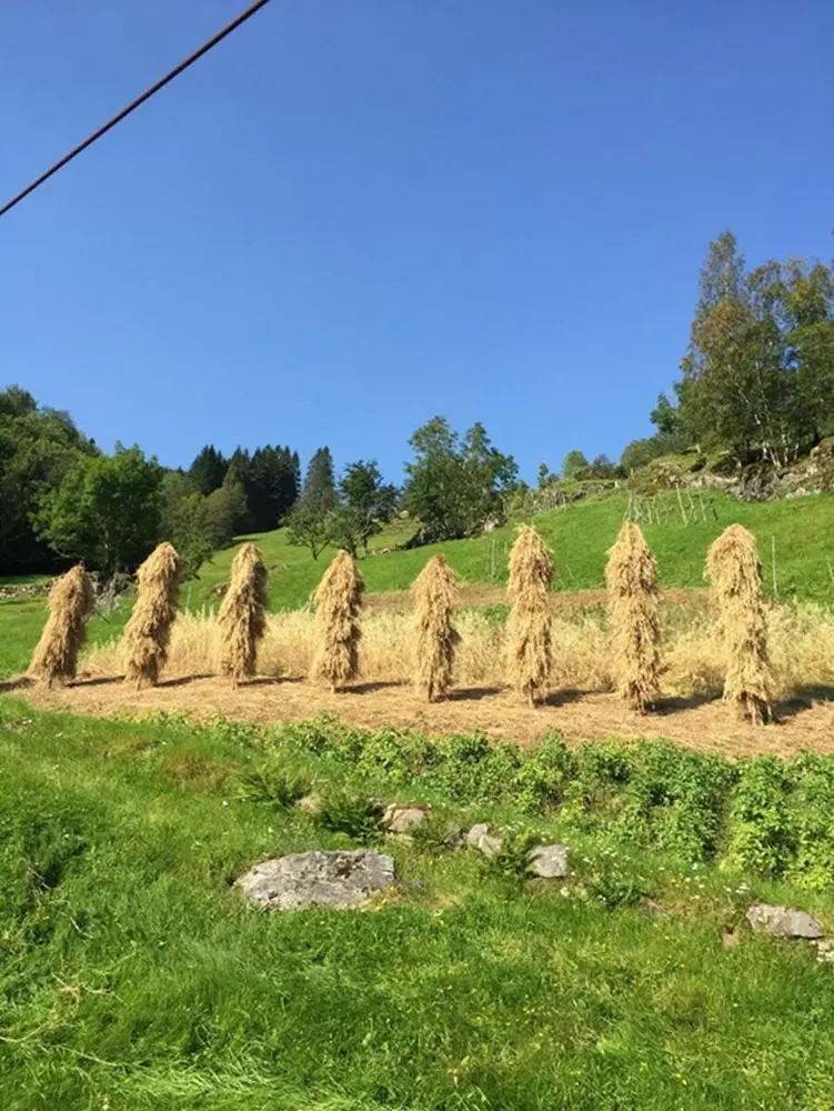 kornstaur i sommarsleg landskap