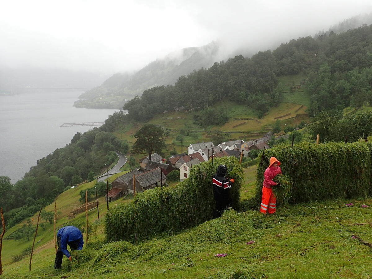 Hesjing på garden Havrå, Osterøy