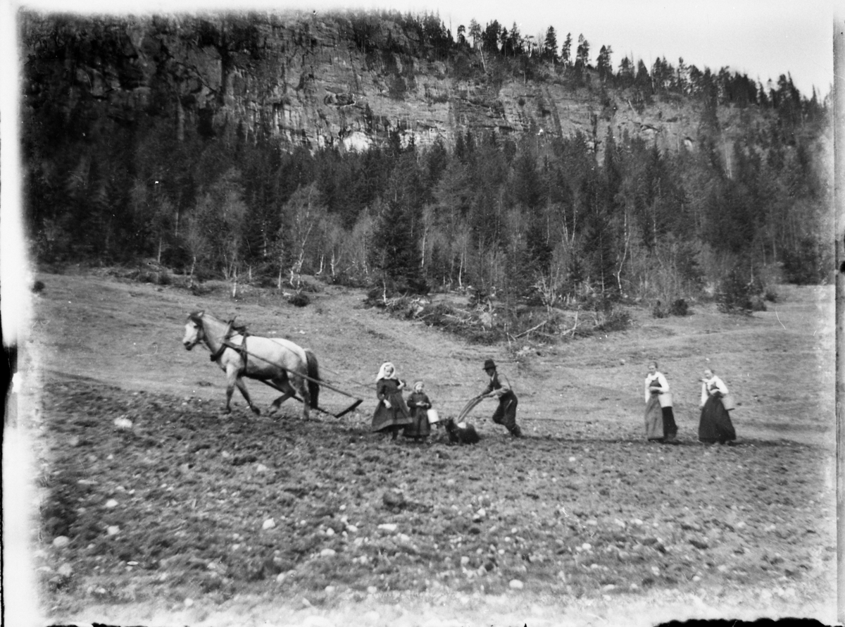 Fotosamling etter Bendik Ketilson Taraldlien (1863-1951) Fyresdal. Gårdbruker, fotograf og skogbruksmann. Fotosamlingen etter fotograf Taraldlien dokumenterer områdene Fyresdal og omegn. 
Motiv med setting av potet på Taraldlien.