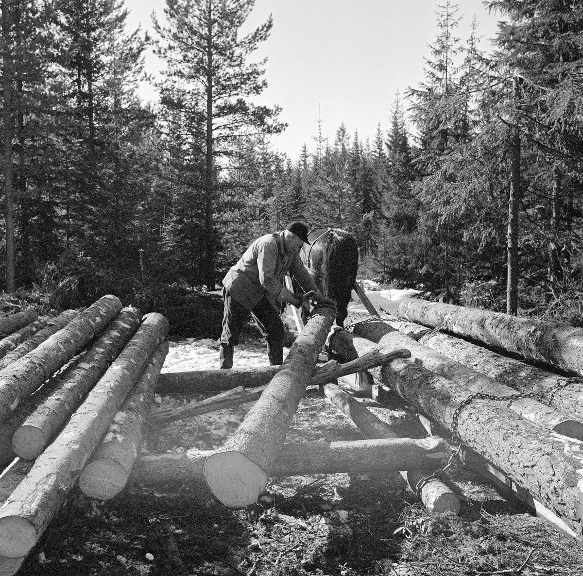 Jørgen Larsen (1919-1988) fra Hernes i Elverum lesser tømmer fra ei lunne i skogen i Stavåsen i Elverum våren 1971. Fotografiet er tatt «bakfra» i den forstand at fotografen har stått bak det som skulle bli et tømmerlass og følgelig også bak hesten som skulle trekke tømmeret til en velteplass som var lettere tilgjengelig for lastebilen som skulle transportere det videre. Til venstre i forgrunnen ser vi hvordan lunna var lagt med et par strøstokker. Strøstokkene lå vinkelrett på tømmervegen, mens det øvrige tømmeret lå parallelt med vegfaret. Dermed kunne lessinga gjennomføres med et minimum av snuing og vending på de tunge stokkene. Bildet viser hvordan tømmerkjøreren fikk stokkene fra tømmerlunna over på sledelasset ved å bruke ei såkalt «kjerring», «lassmerr» eller «lesseknekt», en stokk som det var hogd hakk i, og som ble lagt skrått mot lassets midtparti. Hakkene i denne stokken ble brukt som anleggs- og vippepunkter når tømmeret skulle over på sleden. Jørgen Larsen var kledd i vadmelsbukse og vindjakke. Han hadde østerdalslue på hodet og langskaftete gummistøvler på beina. Fotografiet later til å være tatt svært seint på sesongen, på et tidspunkt da snøen var i ferd med å smelte bort. Dette var sannsynligvis en stressfaktor for tømmerkjøreren, som antakelig hadde forpliktet seg til å få fram tømmerpartiet mens det ennå var sledeføre.