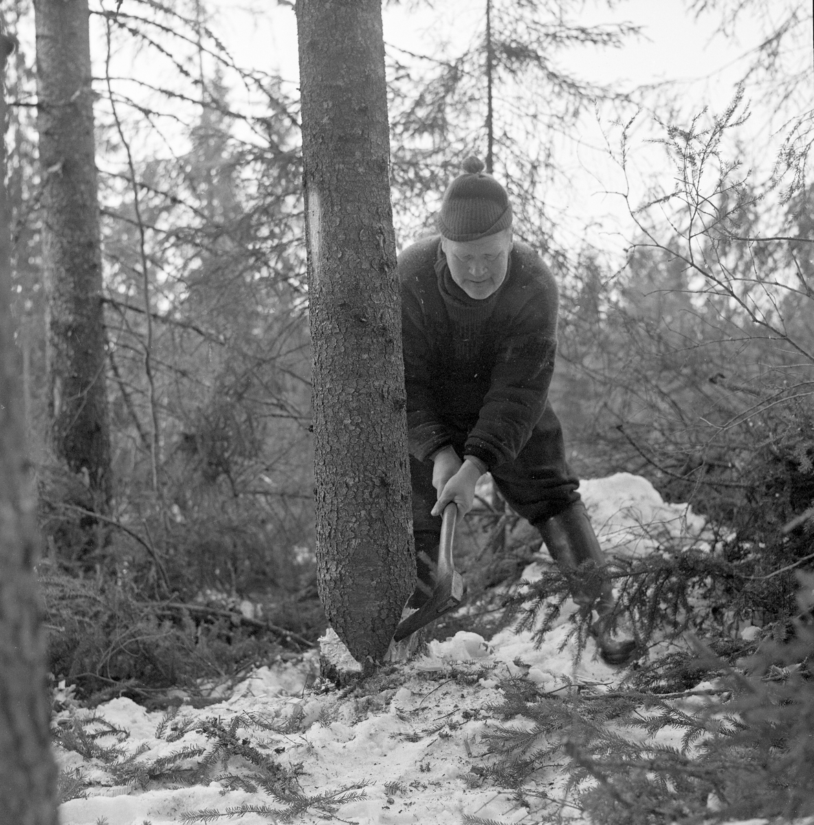 Skogsarbeider Helge Brenden fra Hernes i Elverum feller et grantre i Stavåsen i Elverum med øks, slik han antakelig hadde gjort det i sin ungdom. Dette fotografiet ble tatt i 1971, på et tidspunkt da Helge forlengst hadde gått over til å bruke motorsag som hovedredskap (jfr. SJF.1996-01481 - SJF.1996-01484). Bildet viser hvordan skogsarbeideren hogg V-formete innsnitt i rotsona, fra to motsatte sider. Til slutt skulle det stå igjen en smal brytekant, som ville knekke når han skjøv treet i ønsket fallretning. Treet var blinket med bless i brysthøyde. Før Helge Brenden begynte å hogge i rotsona hadde han kvistet den nedre delen av stammen, for å unngå at greinene her sjenterte ham hunder hogstarbeidet.