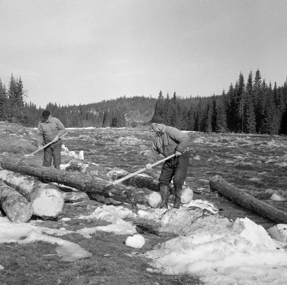 To arbeidskledde tømmerfløtere, fotografert mens de rullet stokker fra ei tømmervelte ved Åstholmen i Vang allmenning ut i den flomstore elva Åsta. Arbeidet ble utført ved hjelp av fløterhaker. Fotografiet er tatt i mai 1969. Åstavassdraget har sine kilder i de østlige fjelltraktene i Øyer (i Oppland fylke). Derfra renner elva sørøstover gjennom de nordre Hedmarksallmenningene før den skjærer østover og renner ut i Glomma i Åmot i Østerdalen. I løpet av foregående vinter var tømmer fra driftene i allmenningsskogen kjørt fram til vassdraget og lagt  i strøvelter. I slike velter lå stokkene lagvis, med tettlagte floer av tømmer parallelt med strømretningen, og med enkelte strøstokker på tvers mellom hver slik flo. Poenget var at virket skulle få lufting, og dermed noe redusert fuktighetsinnhold og økt flyteevne, før fløtinga.

Åsta var fløtbar i om lag tre mils lengde, men fløtinga på den øverste delen av denne strekningen var usikker.  Dessuten var det slik at allmenningene i Ringsaker, Furnes og Vang tok mye av tømmeret til egne sagbruk.  Derfor var den nedre delen av dette vassdraget - fra Djuposet og nedover - at fløtingsaktiviteten var størst.  I 1969 ble det fløtet snaut 4 000 kubikkmeter tømmer i Åsta.  I prioden 1950-1959 var gjennomsnittlig årlig fløtingskvantum i denne elva 4827 kubikkmeter, så fløtingskvantumet i 1969 var ikke illevarslende lavt.  Dette var likevel nest siste sesong med fløting i dette sidevassdraget.

Utislag fra tømmervelter ved Åstavassdraget. Ved Åstholmen i elva Åsta, Vang, Hedmark. Åstdalen. Åstadalen.