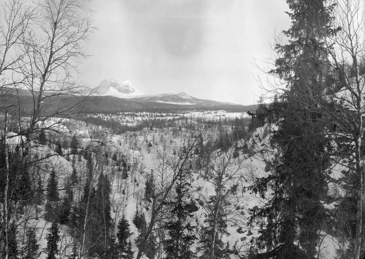 Utmarkslandskap i Hattfjelldal på Helgeland, fotografert vinteren 1910.  Fotografiene er tatt fra en bakkekam mot et snødekt, kupert landskap med spredte gran- og bjørketrær.  Bildet er antakelig tatt for å vise resultatet av flere tiår med overeksploatering av skogen i denne bygda.  I 1865 var det et engelsk selskap som kjøpte proprietær Holsts skoger i denne regionen, som omfattet neste hele Hattfjelldal kommune og også en del eiendommer i nabokommunene.  "Engelskbruket" etablerte et stort sagbruk ved Vefsnas utløp i Mosjøen, og organiserte radikale uthogster i ovenforliggende bygder.  Embetsmennene i regionen så tidlig at dette ville bety et økonomisk oppsving, men var samtidig bekymret for de konsekvensene virksomheten kunne få for de naturressursene den var tuftet på.  Amtmann Claus Worsøe uttrykte det slik:  "Det engelske Interessentskabs Hovedinteresse, eller rettere dets eneste Interesse, er nemlig i saa kort Tid som muligt at nyttiggjøre sig Skovene saameget som muligt og paa Skovenes Bestaaen i lang Tid vil der formentlig med saadan Drift ikke kunne haabes."  Denne skepsisen viste det seg å være grunnlag for, noe som også framgår av dette fotografiet.  Etter hvert viste det seg imidlertid også at skogen hadde en reproduksjonsevne som langt overgikk hva man hadde turt å håpe på.  I 1900 solgte det engelske selskapet skogene på Helgeland til den norske stat, som lot leilendingene få kjøpe sine gardsbruk med litt husbruksskog til.  Mye av skogen i dette området har imidlertid vært drevet under ledelse av medarbeidere fra den statlige skogetaten gjennom hele 1900-tallet.