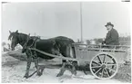 Vittinge sn, Heby kn, Ingesbo.
Mjölktransport i hästkärra, c:a 1900.