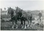 Vittinge sn, Heby kn, Nässelsta.
Två hästar drar plogen, c:a 1922.