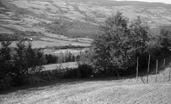 Kulturlandskap i Sør-Fron, fotografert sommeren 1959. Bildet