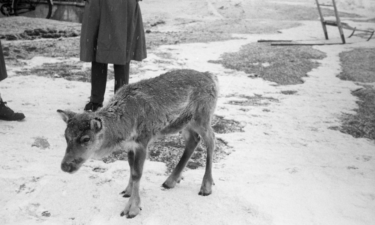 Befaring. Reinkalv fra Lomnessjøen. Reinsdyr. Rein. Fra Stor-Elvdal.