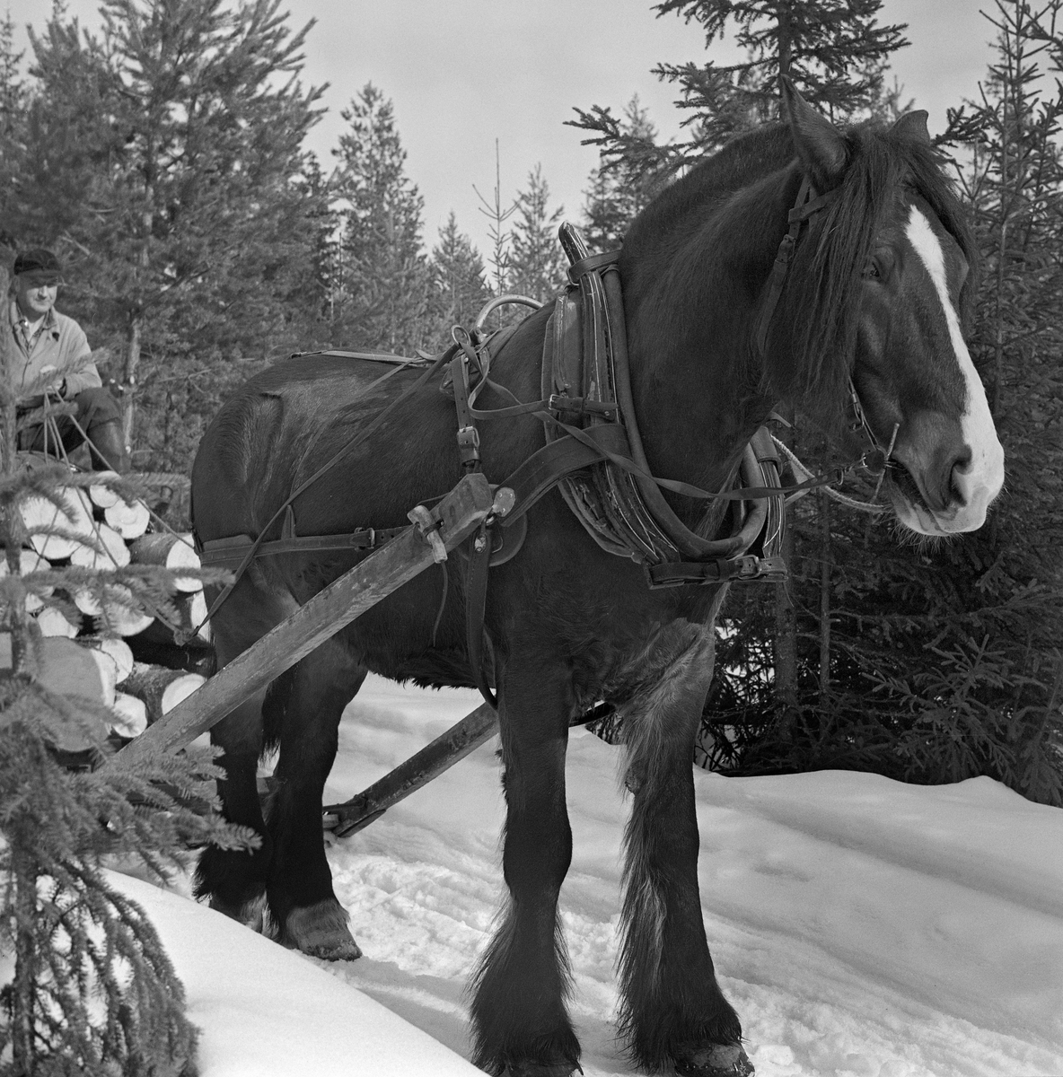 Jørgen Larsens skogshest, «Blessen», fotografert på en tømmerveg i Stavåsen i Elverum i Hedmark. Jørgen Larsen var tømmerkjører og bodde i Hernes. Fotografiet ble tatt vinteren 1971. Hesten hadde arbeidssele og var forspent en tømmerrustning («bukk og geit») som ikke er med på dette bildet. Det var seletøyet som gjorde det mulig å trekke, bremse og rygge med hesten.  Dette er en bogtresele med ei stoppet ringpute, som var tredd over hodet på hesten slik at den lå an mot nakken og bringen på trekkdyret. I bogtrærne var det fastsydd «drotter», kraftige draglær som endte i trekkpunkter ved overgangen mellom hestens bog- og brystparti. Der var det en «orring» som var forankringspunkt for «bukgjorden» (reima under den fremre delen av hestebuken) og «oppholdsreimene», som var festet i ytterendene av «høvret», ei bøyle som var montert på tvers av hestens manke med avrundete treplater, «høvreballer», som anleggspunkter. På oversida av høvret var det ringer, som tømmene var ført gjennom. «Bakselen» - ei  kraftig reim som var ført fra drotten rundt hestens bakpart (lårene og under halen), og som ble holdt oppe av ei «ryggreim» og ei «kryssreim» - gjorde det mulig for hesten å bremse lassene i utforbakker. «Draget» (skjækene) var festet i en jerntapp («oren») som var smidd sammen med orringen ved hjelp av en selepinne. Selereimene skulle justeres slik at det gikk ei noenlunde rett linje fra drotten gjennom skjækene til trekkpunktene fremst på sleden. Fremst på skåka på denne hesten var det festet ei bjelle som under kjøringa skulle varsle andre andre som befant seg på vegene i skogen om at det kom en hest med tungt lass.