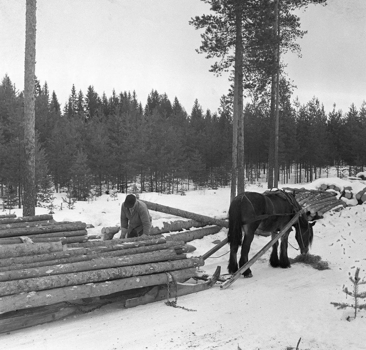 Jørgen Larsen (1919-1988) fra Hernes i Elverum og skogshesten hans, «Blessen», fotografert like etter at de hadde nådd fram til velteplassen for tømmer som var hentet fra hogstteigene i Stavåsen vinteren 1971. Vi ser hesten og kjøredoningen, en todelt sledetype som ble kalt «rustning» eller «bukk og geit» bakfra. Dette var en svensk sledetype som ble introdusert i skogbruket på Østlandet omkring 1900. Det var den forsleden som ble kalt «bukken» og baksleden gikk under navnet «geita». De to sledene fra forbundet med enh Y-formet kjetting («trossa») som ikke er synlig på dette fotografiet. Baksleden bar mer av den totale lassvekta enn forsleden, så den var gjerne noe kraftigere dimensjoner. På forsleden lå tømmeret på en dreibar bank, noe som, sammen med den todelte løsningen, gjorde rustningen til en smidig doning på svingete og staupete skogsveger. Lasset var bundet fast på sledene ved hjelp av kjettinger som var forankret i bankene på de to sledene. Under kjøring var det vanlig å stramme disse kjettingene ved hjelp av «bendingsbjønner». Da dette fotografiet ble tatt hadde Jørgen Larsen løsnet bjønnene og kjettingene, så han var klar for å flytte tømmeret fra rustningen til velta. Hesten hadde fått litt høy som den skulle kose seg med mens avlessinga pågikk.