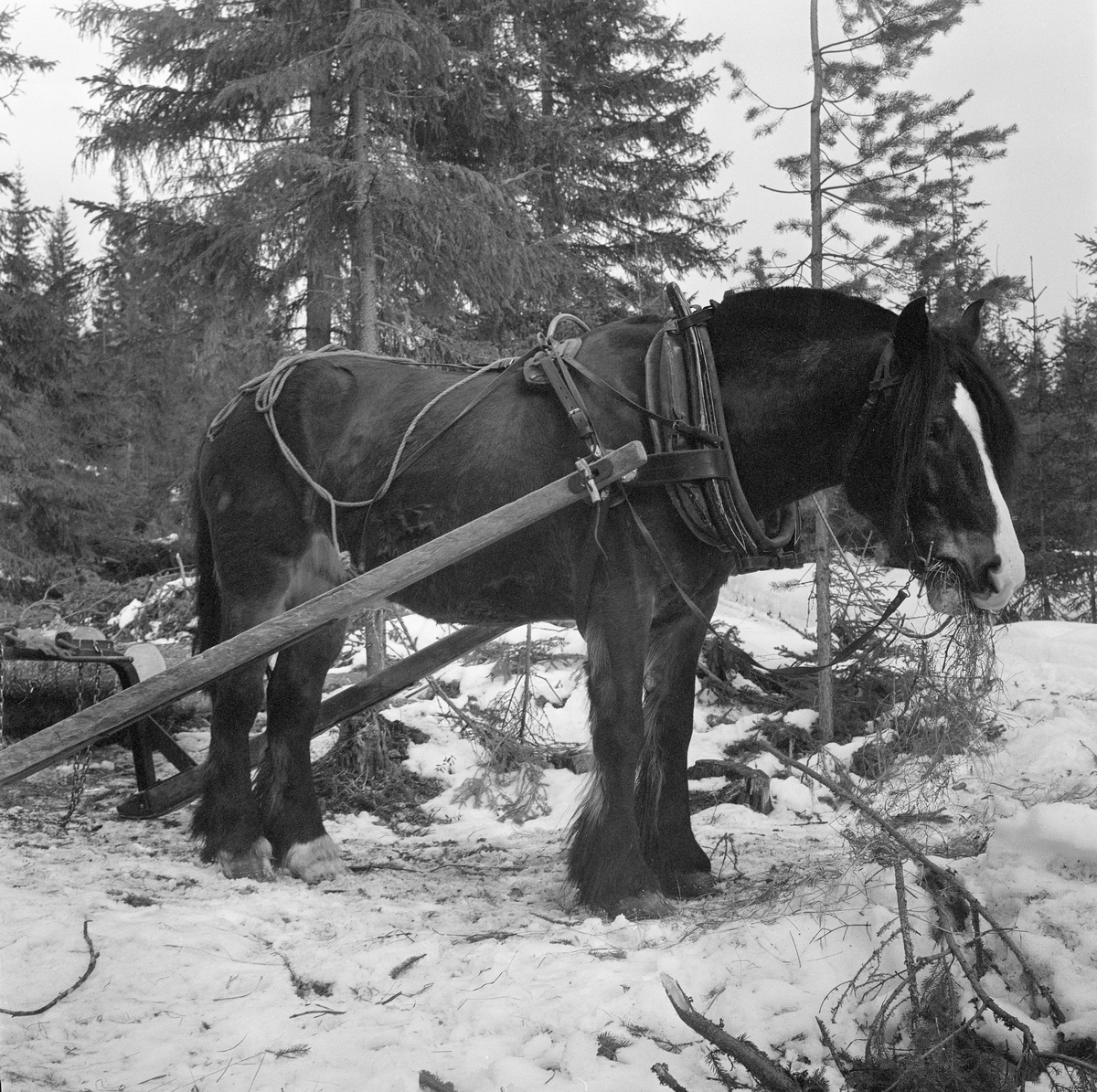 Jørgen Larsens arbeidshest «Blessen», fotografert på en velteplass i Stavåsen i Elverum i Hedmark. Larsen var tømmerkjører og bodde i Hernes. Fotografiet ble tatt vinteren 1971. Hesten hadde arbeidssele og var forspent et bøyledrag. Det var seletøyet som gjorde det mulig å trekke, bremse og rygge med hesten.  Dette er en bogtresele med ei stoppet ringpute, som var tredd over hodet på hesten slik at den lå an mot nakken og bringen på trekkdyret. I bogtrærne var det fastsydd «drotter», kraftige draglær, som endte i trekkpunkter ved overgangen mellom hestens bog- og brystparti. Der var det en «orring» som var forankringspunkt for «bukgjorden» (reima under den fremre delen av hestebuken) og «oppholdsreimene», som var festet i ytterendene av «høvret», ei bøyle som var montert på tvers av hestens manke med avrundete treplater, «høvreballer», som anleggspunkter. På oversida av høvret var det ringer, som tømmene var ført gjennom. «Bakselen» - ei  kraftig reim som var ført fra drotten rundt hestens bakpart (lårene og under halen), og som ble holdt oppe av ei «ryggreim» og ei «kryssreim» - gjorde det mulig for hesten å bremse lassene i utforbakker. «Draget» (skjækene) var festet i en jerntapp («oren») som var smidd sammen med orringen ved hjelp av en selepinne. Selereimene skulle justeres slik at det gikk ei noenlunde rett linje fra drotten gjennom skjækene til trekkpunktene fremst på den doningen hesten skulle trekke - her festepunktet for bøyla på skjækene. 

Bøyledraget var et lunneredskap som ble lansert av skogsarbeideren Emil Ruud fra Nord-Odal i 1937. De bakre endene av skjækene var jernbleslåtte, slik at de kunne fungere som meier. På oversida av de beslåtte skåkendene var det påsatt ei omvent U-formet bøyle av kanaljern. Under denne bøylas midtparti kunne tømmerkjøreren ved hjelp av korte kjettinger - «snarelenker» - feste endene av tømmerstokker (vanligvis tre av gangen), noe hevet fra bakken. De bakre endene av stokkene slepte langs bakken på snødekt mark.