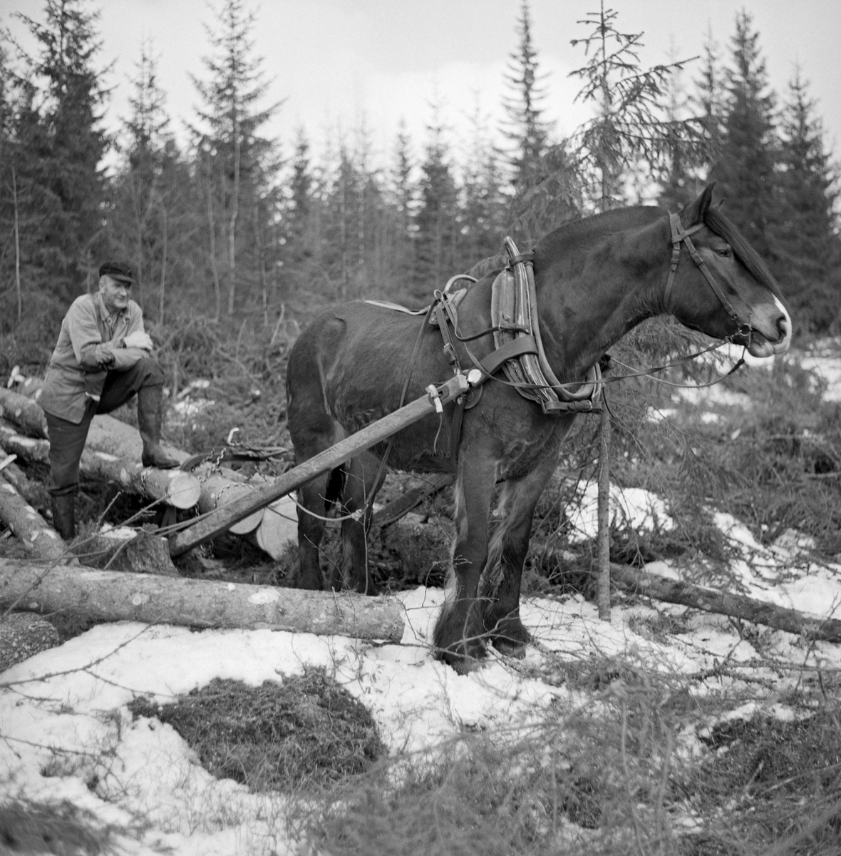 Jørgen Larsen, Hernes driver tømmerkjøring med geitrustning i Stavåsen, Elverum, Hedmark.