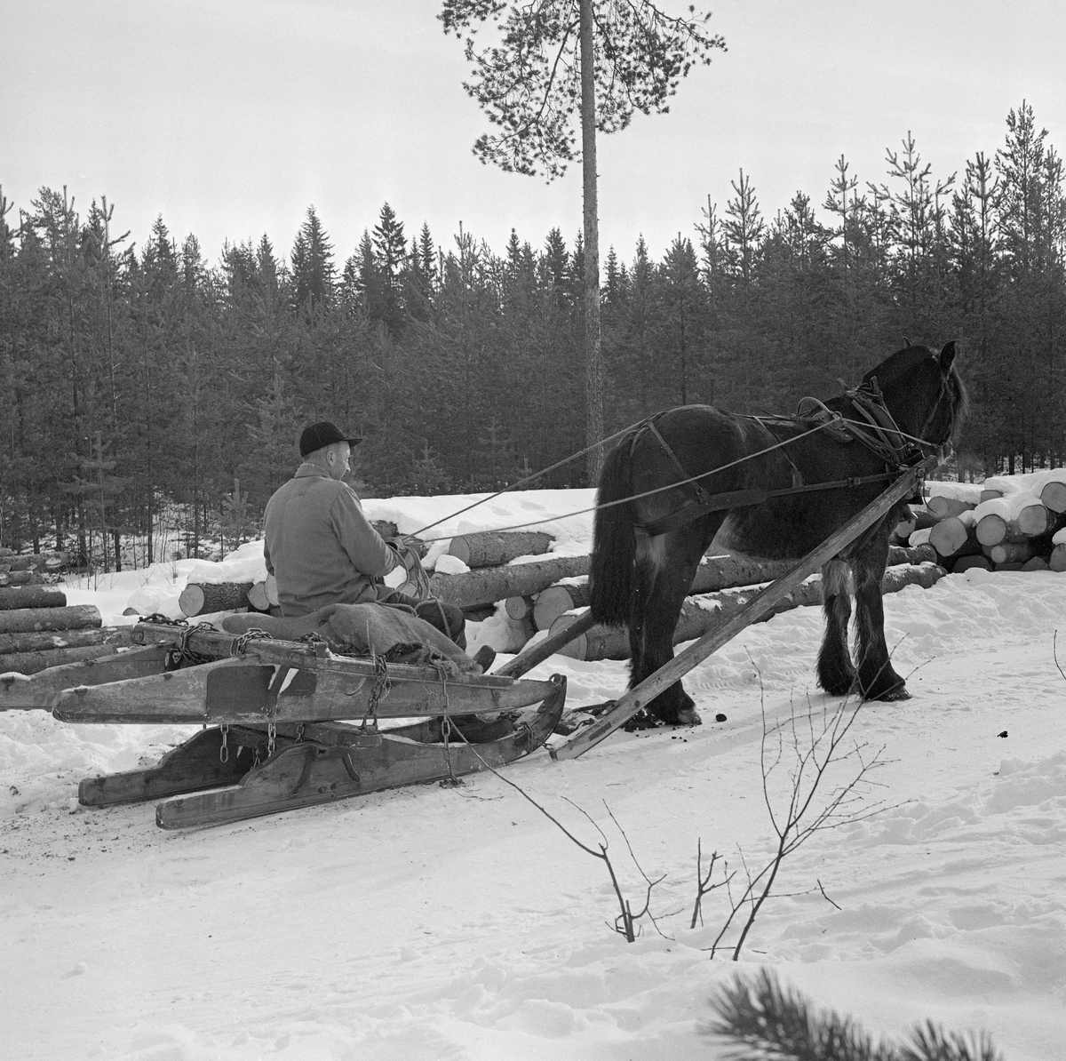 Jørgen Larsen, Hernes driver tømmerkjøring med geitrustning i Stavåsen, Elverum, Hedmark. Hest og kjører ved tømmerlunne.