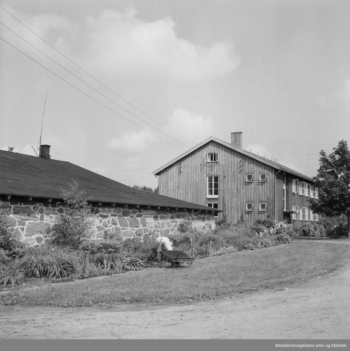 Norsk Gartnerforening holdt befaring for pressen hos Johs. Faale på Ballerud gård i Bærum. Juni 1953.