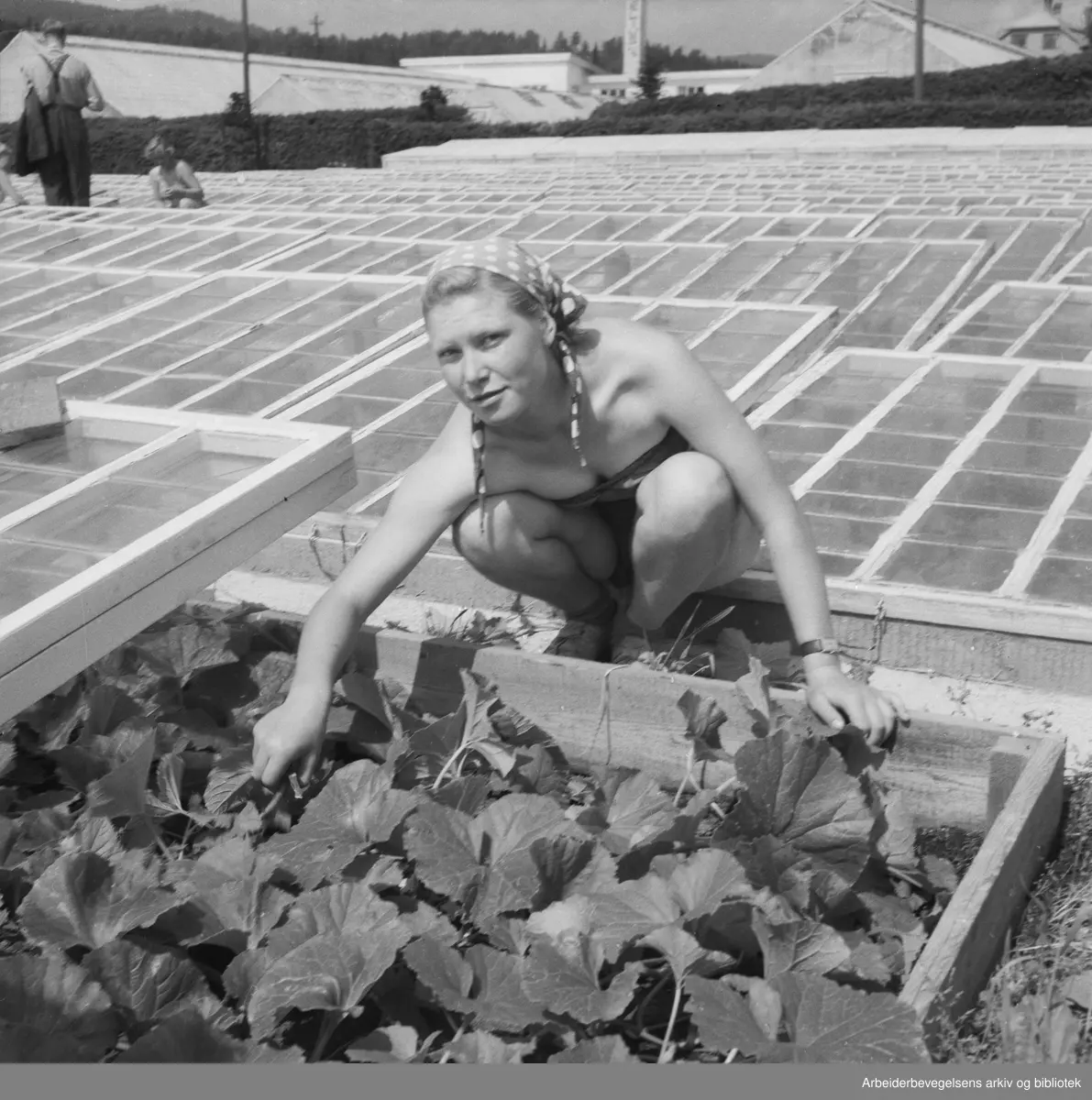 Norsk Gartnerforening holdt befaring for pressen hos Johs. Faale på Ballerud gård i Bærum. Juni 1953.