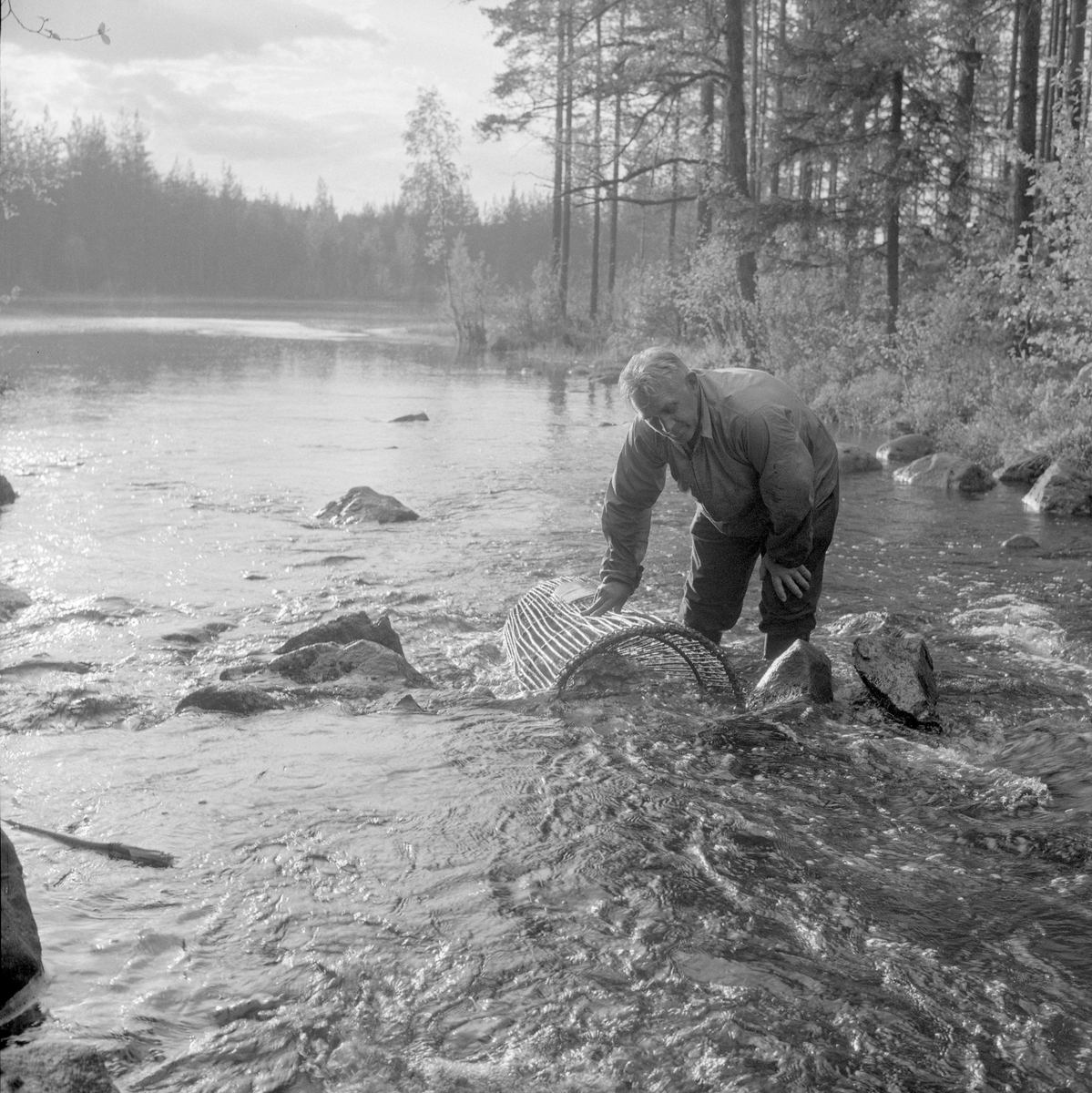 Skogvokter Simen Weideborg setter ut mortkuper i Sagåa, evt. Svartelva nær Rokosjøen, Løten, Hedmark. Mortfiske. Fiske etter mort. Juni 1970.