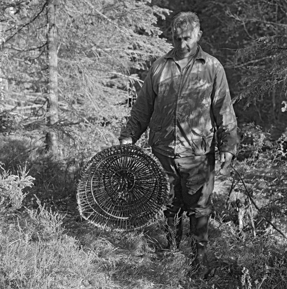 Skogvokter Simen Weideborg setter ut mortkuper i Sagåa, evt. Svartelva nær Rokosjøen, Løten, Hedmark. Mortfiske. Fiske etter mort. Juni 1970.