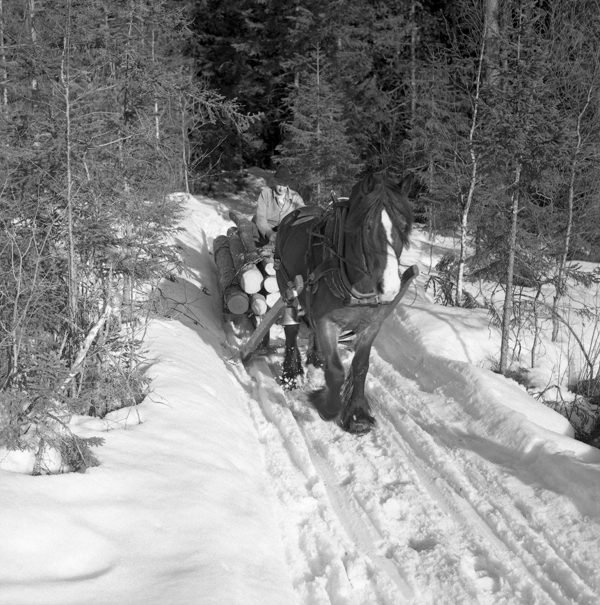 Jørgen Larsen (1919-1988) fra Hernes i Elverum, fotografert med dølahesten sin under et tømmerkjøringsoppdrag i Stavåsen vinteren 1971. Fotografiet er tatt forfra. Tømmeret kjøres i et snøpakket vegfar. Hesten hadde bogtresele med ei stoppet ringpute, som er tredd over hodet på dyret slik at den ligger an mot nakken og bringen på trekkdyret. Derfra går det kraftige drotter (draglær) til orringen, som er plassert i krysningspunktet mellom bukgjorden, bærereimene fra høvret og bakselen. Bakselen, som ble ført horisontalt fra orringene bakover sidene og rundt øvre del av lårene, var nødvendig for at hesten skulle kunne «holde igjen» i utforbakker. Hesten ble styrt ved hjelp av tømmer, som er forankret i et munnbitt. Tømmene ble ført gjennom ringene på høvret, og de var så lange at kjørekaren kunne betjene dem fra en posisjon på tømmerlasset. Der satt Jørgen Larsen på en høyfylt striesekk. Kjøreren var kledd i mørke vadmelsbukser og lys vindjakke. Han hadde langskaftete gummistøvler på beina og østerdalslue på hodet. Tømmeret ble kjørt på «rustning» - en toleddet sledetype, som også gikk under betegnelsen «bukk og geit».