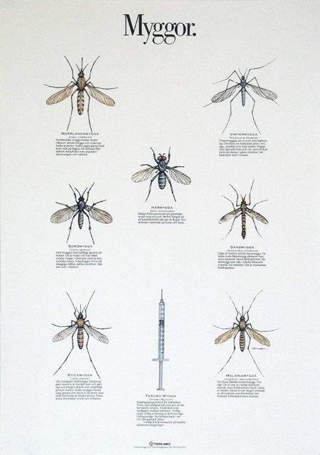 Illustration
Myggor
Insekter
Spruta

NORRLANDSMYGGA
Aedes communis
Norrländska myggsvärmar består oftast av denna mygga och syskonet Aedes punctor. Aedes suger gärna blod även mitt på dagen, till skillnad från släkten Anopheles som angriper i skymningen och nattetid.

HÅRMYGGA
Bibio bortulanus
Rikligt förekommande på gräsängar under maj och juni. Benen hänger på ett karaktäristiskt sätt när de flyger. Stor skillnad i utseende på hona och hane.

VINTERMYGGA
Trichocera hiemalis
Vintermyggan ser ut som små harkrankar. Det finns ett femtontal arter i Sverige, spridda över hela landet. Flygperiode speciellt höst och vår, men de kan även ses dansa, i glesa svärmar, vid blidväder mitt i vintern.

DANSMYGGA
Chironomus plumosus
Detta är landets största dansmygga. De kallas även fjädermygg eftersom hanens antenner liknar fjäderplymer. Fjädermygg syns ofta i röksky-liknande svärmar vid stränder. Det är hannarnas bröllopsdans.

SORGMYGGA
Sciara agminis
Små myggor med kraftiga sporrar på benen. De är svarta och har oftast mörka vingar, vilket gett arterna dess svenska namn. Sorgmyggor lever på skuggiga ställen, gärna inomhus i källare och i växthus.

STICKMYGGA
Culex pipiens
Vår vanligaste stickmygga. Stickmyggans munrör är mycket tunt och spetsigt och tränger så gott som omärkligt genom huden. Innan myggan börjar suga sprutar den dock in ett ämne som skall förhindra att blodet stelnar. Detta ämne förorsakar sveda och irritation.

MALARIAMYGGA
Anopheles maculipennis
Det finns faktiskt malariamygg i Sverige! De är inte så vanligt förekommande, men förekommer dock i delar av landet. Dessa är inte längre smittade av den parasit som förorsakar den fruktade febersjukdomen malaria.

TERUM MYGGA
Terumo Myjector
Engånsspruta främst för diabetiker. Tunn, specialslipad nål som gör att att sticket känns mindre. Smalt fäste som möjliggör vinklad injektion. Tydlig skala, tydlig avläsning av kolvens läge. Utdragsstopp. Styckförpackade i sterila, lättöppnade påsar.
Vanligt förekommande på landets diabetesmottagningar.

TERUMO