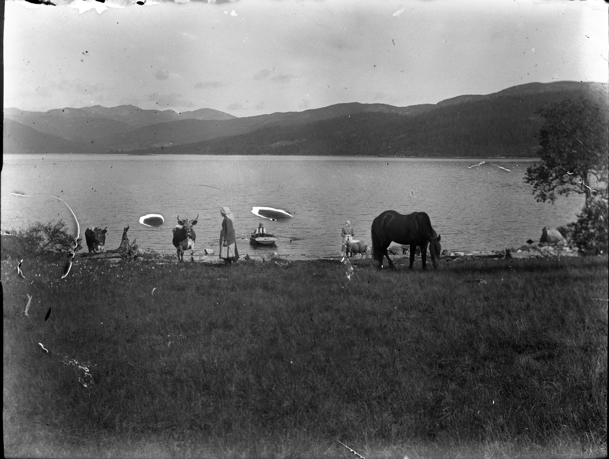 Setermotiv med folk og dyr.

Fotosamlingen etter Olav Tarjeison Midtgarden Metveit (1889-1974), Fyresdal. Senere (1936) kalte han seg Olav Geitestad.