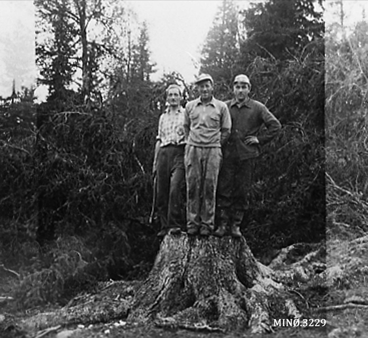 Tre skogsarbeidere i skogen. 