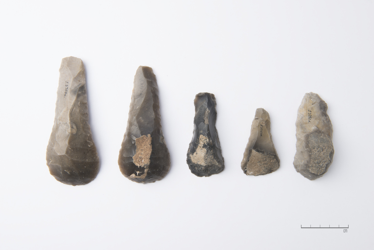"3750 a. Vakker skeformet skraper av graahvit flint som R 48, men med skaft og blad mere i ett. Længde 13,5 cm.; bredde over bladet 5,4 cm. Avbildet i Oldtiden bind Vll s. 26 fig. 1."
Skjeformet skraper av gråflammet flint, i samsvar med beskrivelsen. Stl: 136 mm, stbr: 54 mm.