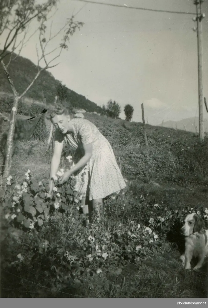 Ranveig Alise Olsen (født i 1913) steller blomstene i hagen i Lakså.