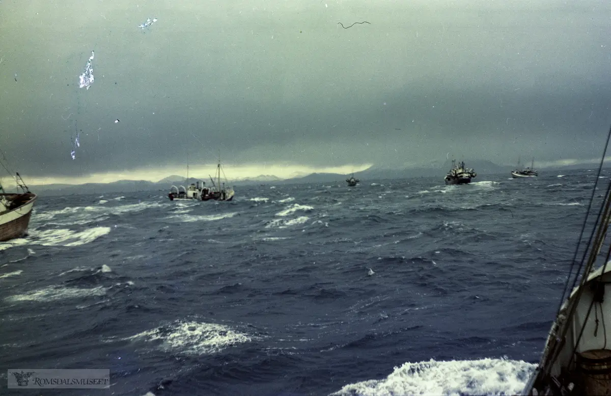 "Fra Kristiansund N" "Langdalstind" "3 fra Sunnmøre" .På storsildfiske på Griphavet med snurpenot.