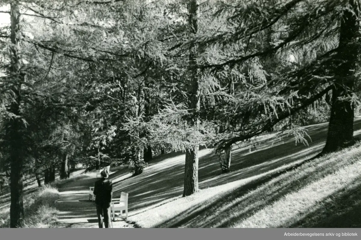 Vårstemning på St. Hanshaugen. Foto Fritt Folk, 1940 - 1945.