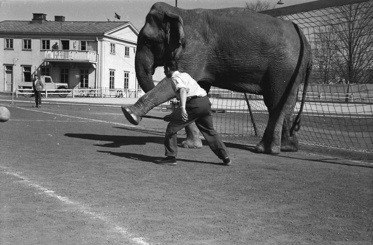 Circus Arnardo trener på Stadion