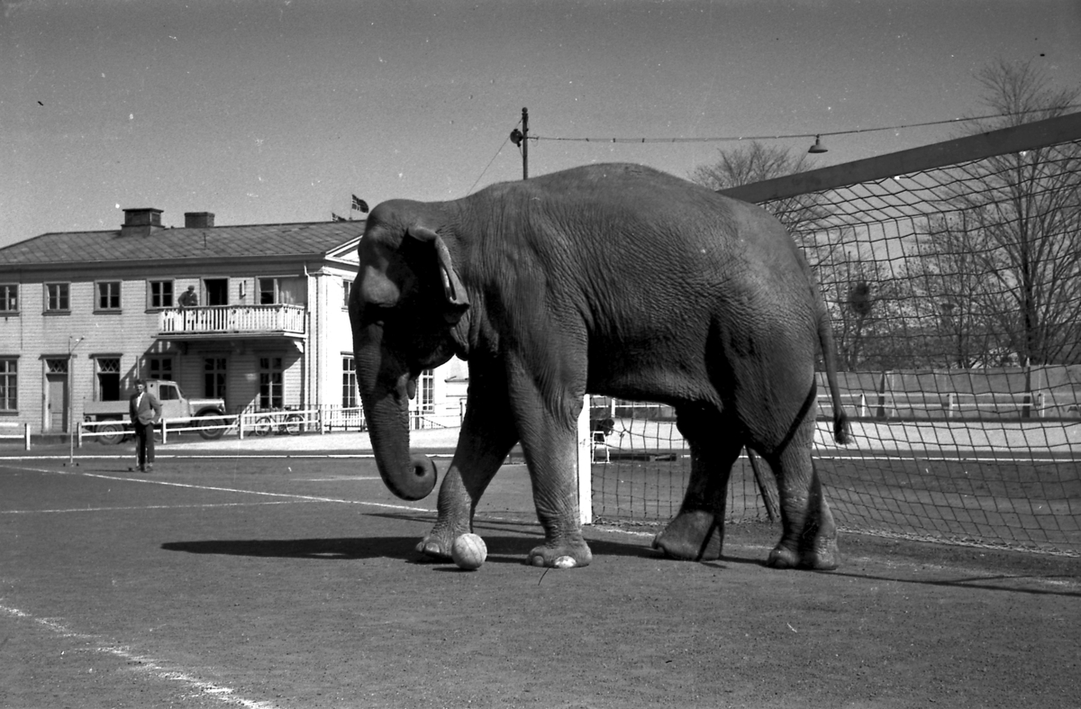 Circus Arnardo trener på Stadion