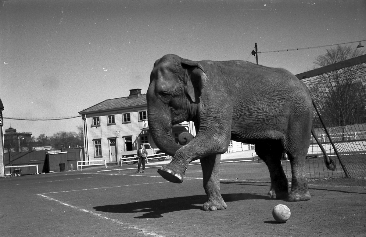 Circus Arnardo trener på Stadion