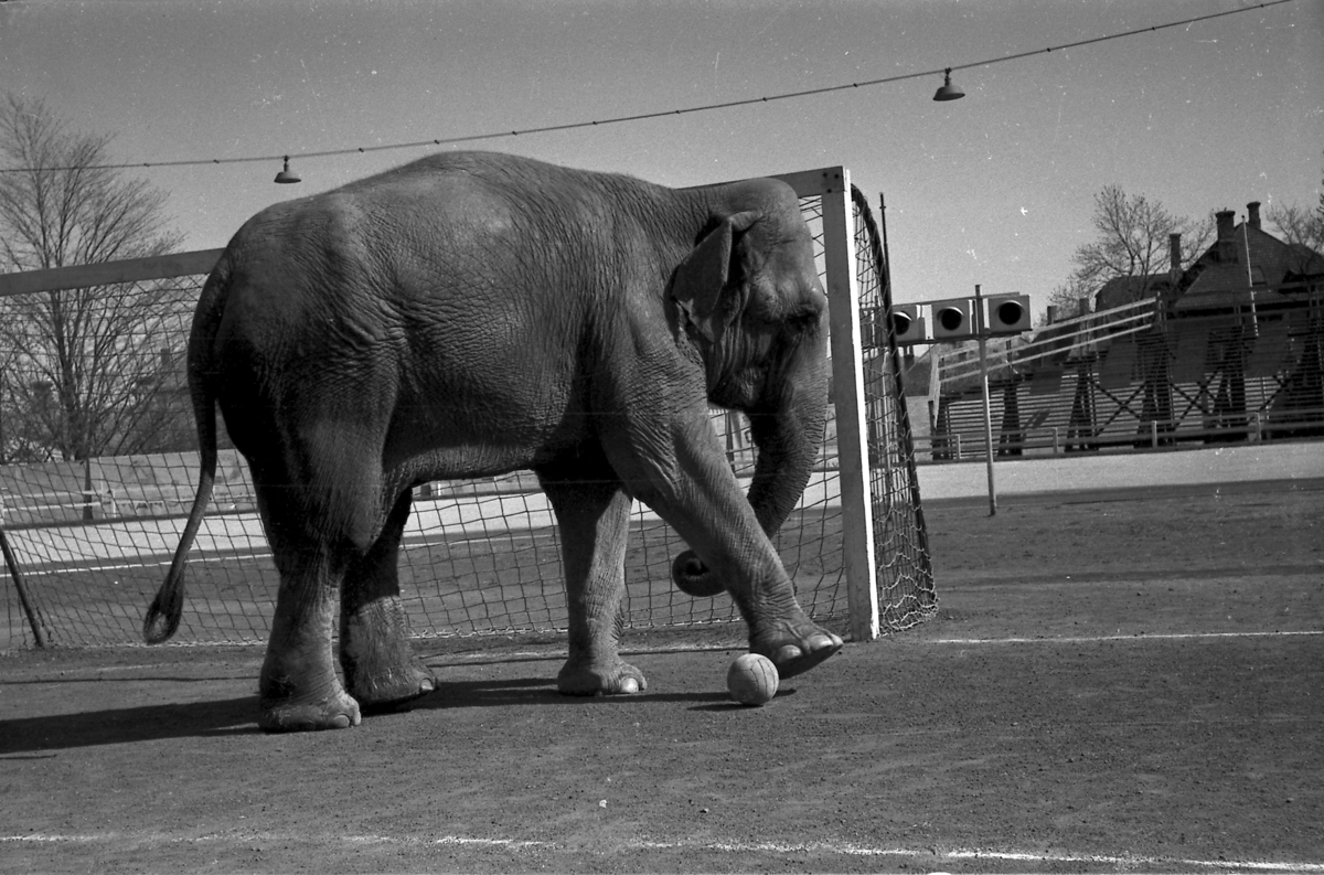 Circus Arnardo trener på Stadion