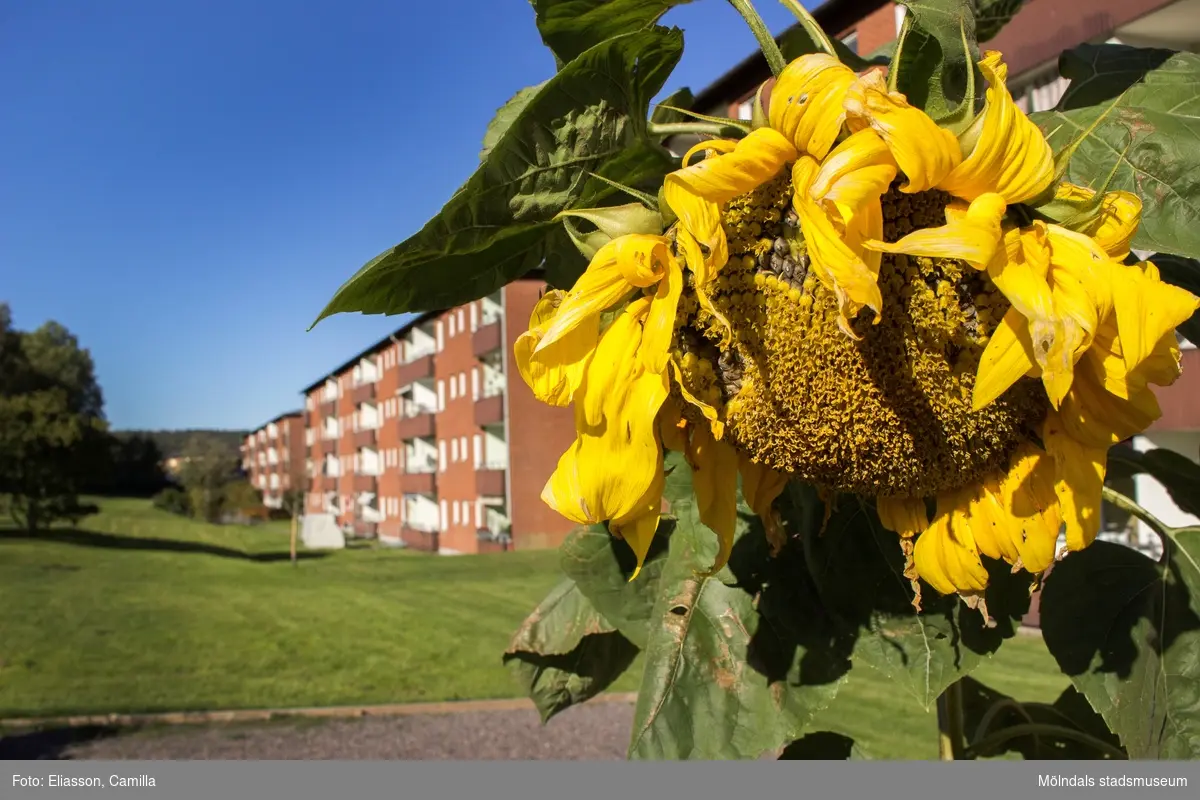 Det blommar i Våmmedal. Detalj av en solros. Odlingslotter i Våmmedal, Kållered, den 6 oktober 2016. I bakgrunden ses bostadsbebyggelse vid Våmmedalsvägen. Fasader mot söder, vy mot väster.