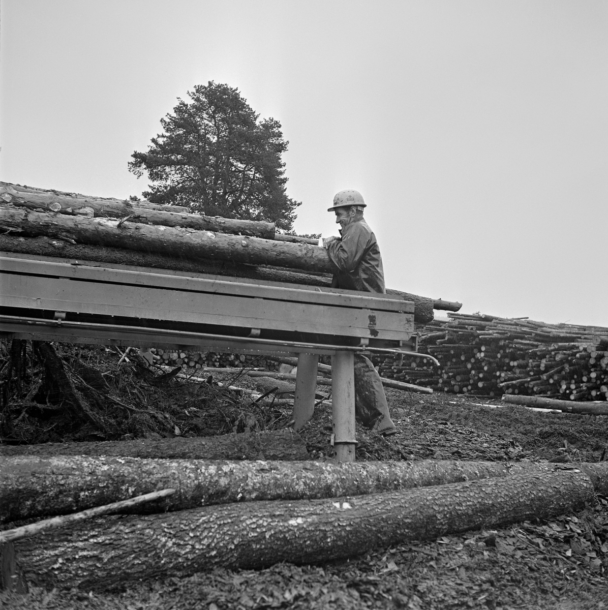 Fra tømmerterminalen på Vesterhaug i Heradsbygda i Elverum (Hedmark). Fotografiet er antakelig tatt i begynnelsen av 1970-åra, da dette anlegget var nytt. Til Vesterhaug ble det levert slipvirke - tømmer av dimensjoner og kvaliteter som ble innkjøpt som råstoff til papirindustrien. Dette tømmeret skulle etter hvert transporteres på det rennende vannet i Glomma til bedriftene, som lå ved den nedre delen av dette vassdraget. For å gi stokkene optimal flyteevne ble de maskinelt barket og deretter opplagt i strøvelter med god lufting på terminalplassen. Maskinell barking sparte skogsarbeiderne for mye tungt og tidkrevende arbeid, og tørkinga før utislaget i fløtingsvassdraget reduserte søkketømmerandelen. Fotografiet er tatt ved inntaksrampa ved barkemaskinen. Der sto det en mann i regnklær og med hjelm på hodet og rullet stokkene, en etter en, over på et transportbånd som tok dem i retning barkeaggregatet.