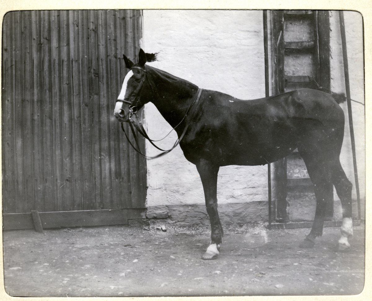 Hesten "So-Long" er 14 år. Antagelig ridehesten til Westye Egeberg. I bakgrunnen stallbygningen hvor hesten var anbragt. Fotografert juli 1906.