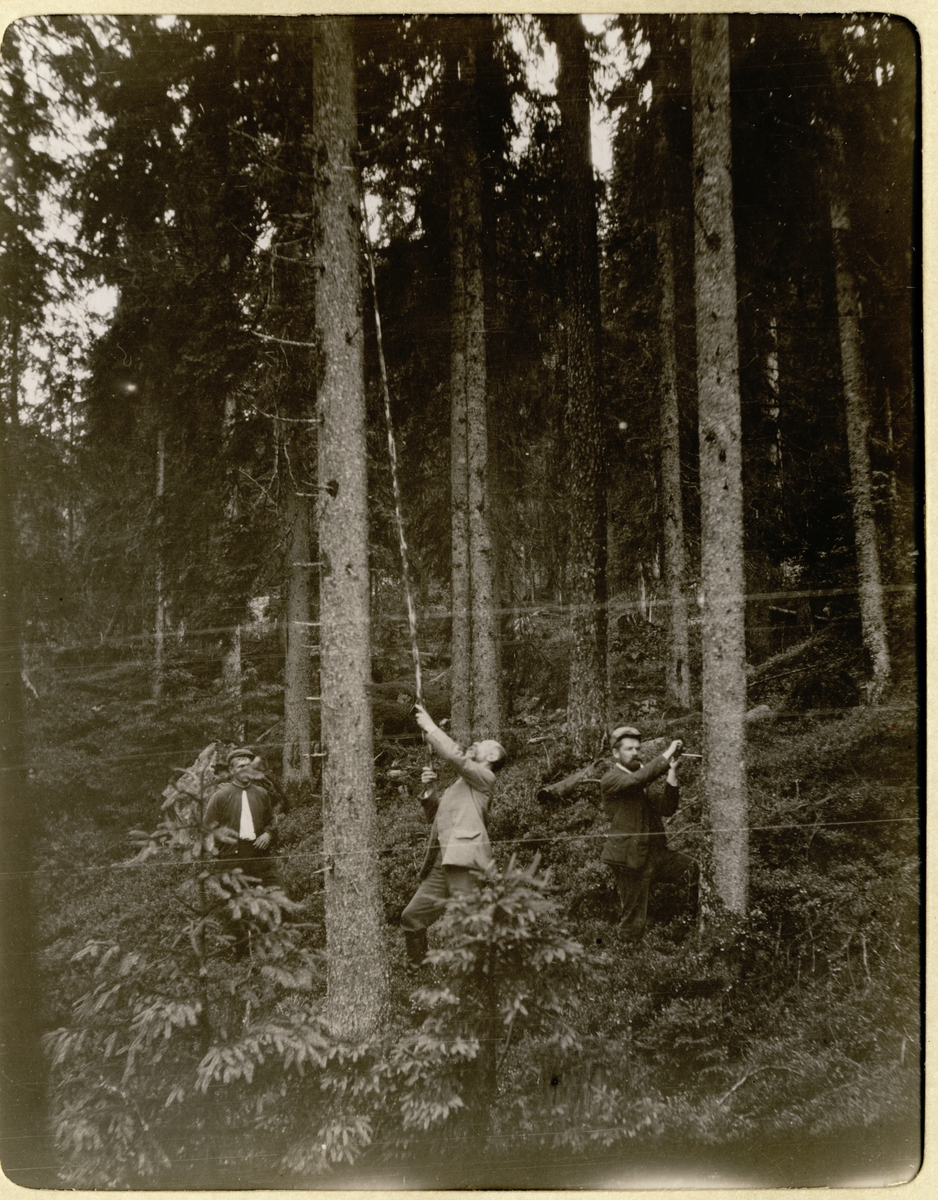 Blinking i skogen i Rasenlia ovenfor gården Søndre Rasen i Romedal, Hedmark. Forrest antagelig Ferdinand Egeberg og forstmann Elster Jensen. Fotografert juli 1909.