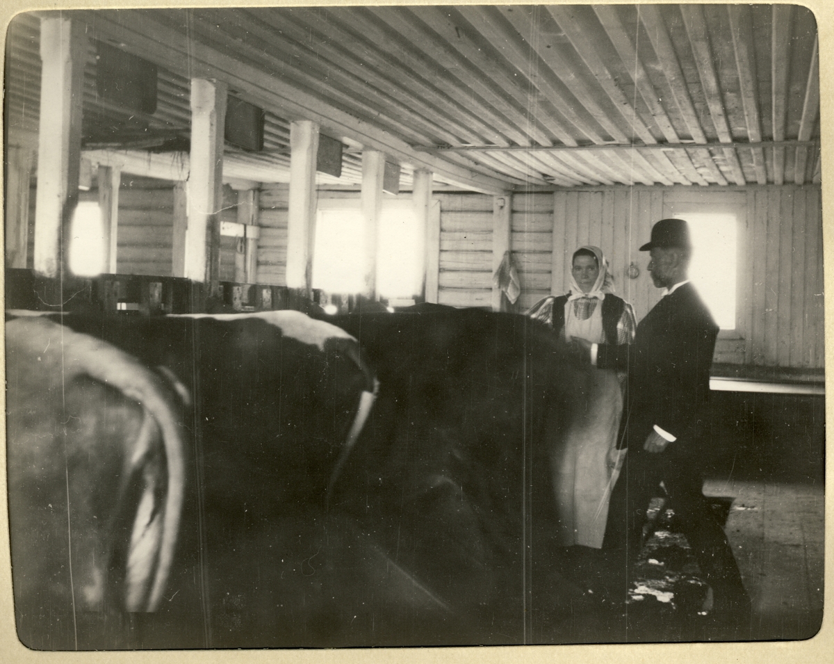 Ferdinand Egeberg tar avskjed med kyrne i fjøset på Strøm gård(Vestre Strøm gård i Rælingen?). Budeien står ved siden av. Fotografert 1910.