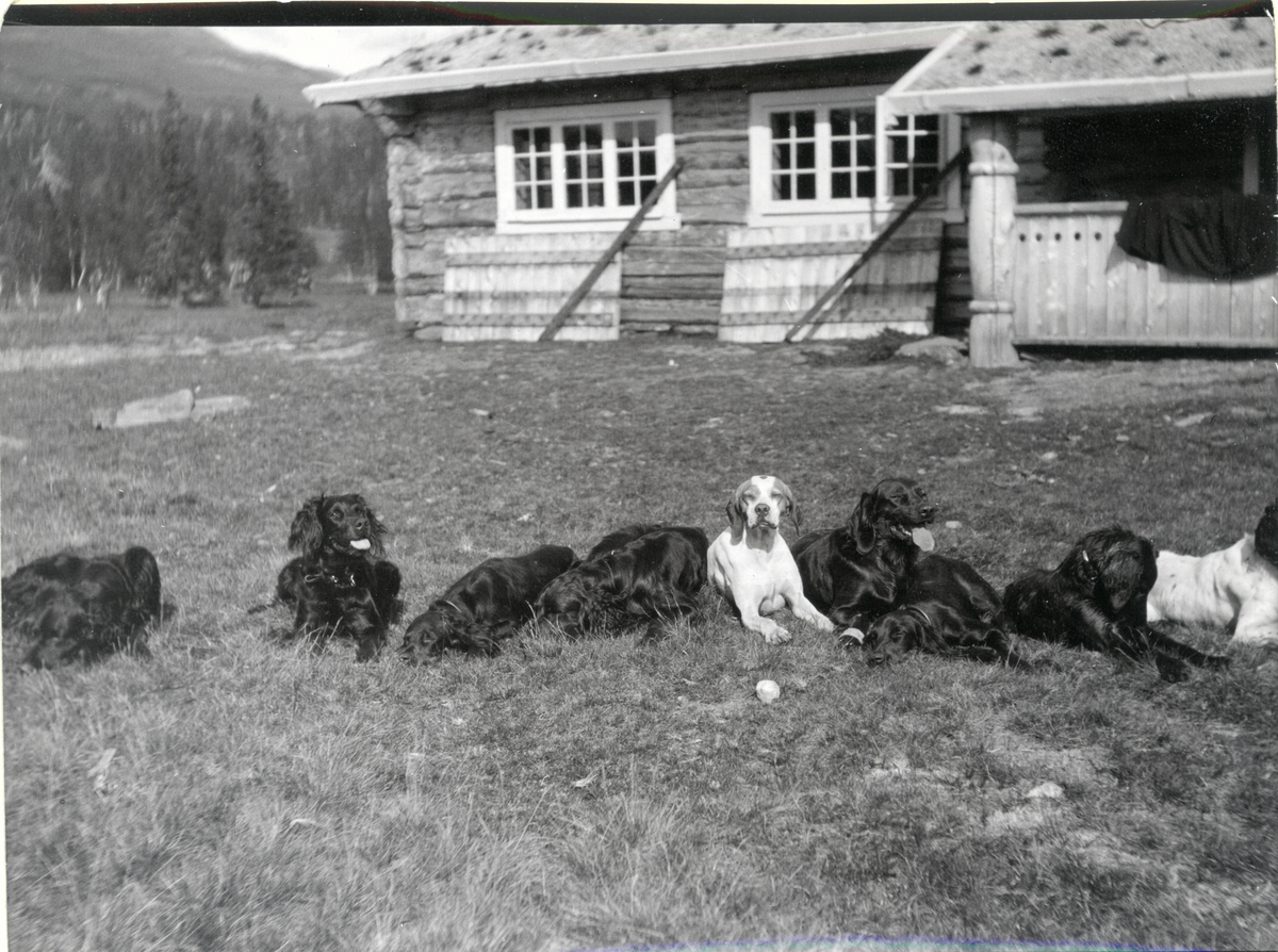 Jakthundene får hvile på søndagen, på tunet til Nils O.Y. Fearnleys jakthytte i Fjergen, Nord-Trøndelag. Fotografert 1910.