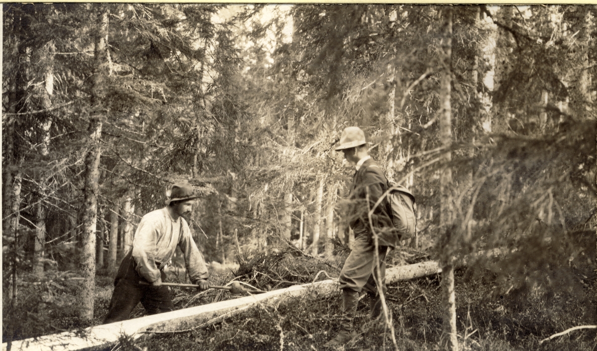 Einar Westye Egeberg jr på befaring i skogen i Tronshattlia(?) i Stange, Hedmark. En skogsarbeider er i gang med trefelling. Fotografert 1917.