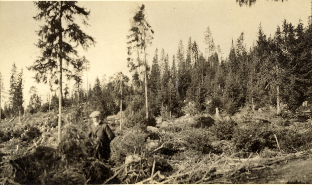 En mann, antagelig Ferdinand Egeberg, på befaring i et nyhogd felt i skogen øst for Tronshatten i Stange, Hedmark. Fotografert 1917.