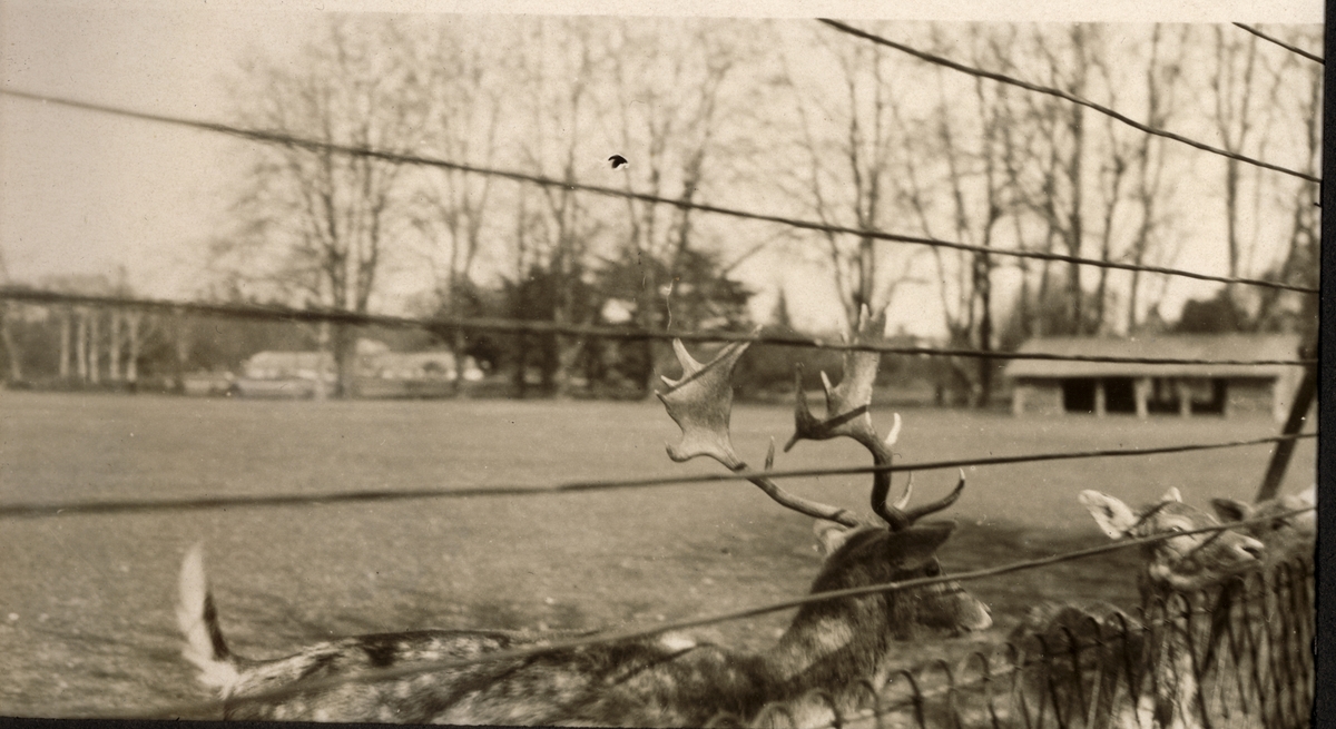 Hjort i Zoologisk have i Lyon, Frankrike. Fotografi tatt1922 i forbindelse med en rundreise i Frankrike.