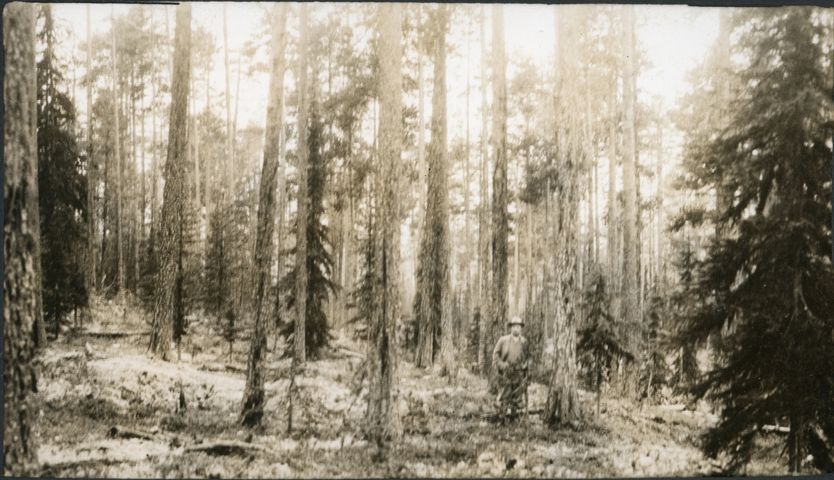 Fra Trysil prestegårdsskog I Hedmark. En mann skimtes til høyre for midten, antagelig Westye P. Egeberg på befaring. Fotografert juli 1924.
